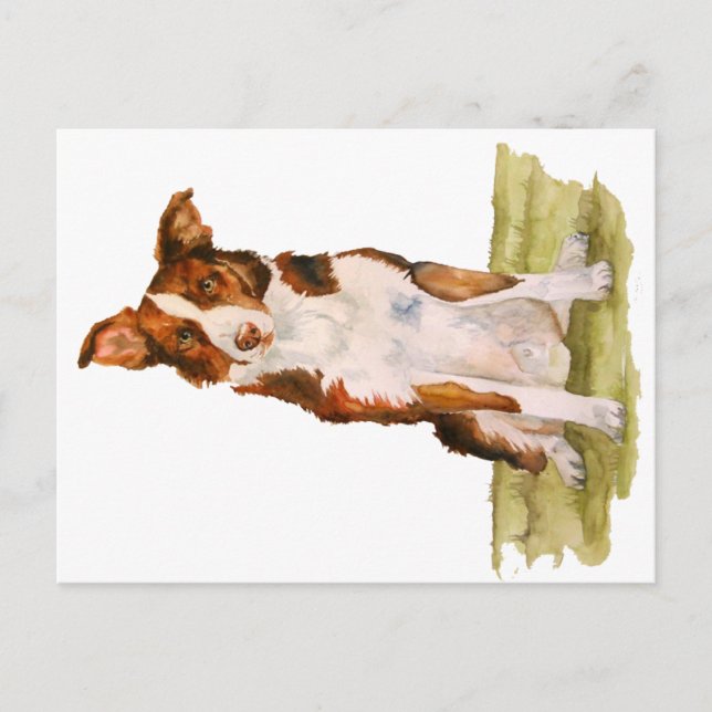 Carte Postale Bordure Collie (Devant)