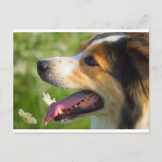 Carte Postale Bordure Collie (Devant)