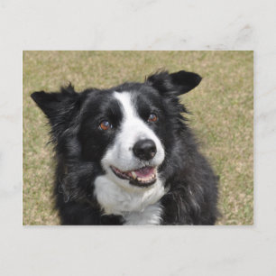 Carte Postale Bordure Collie