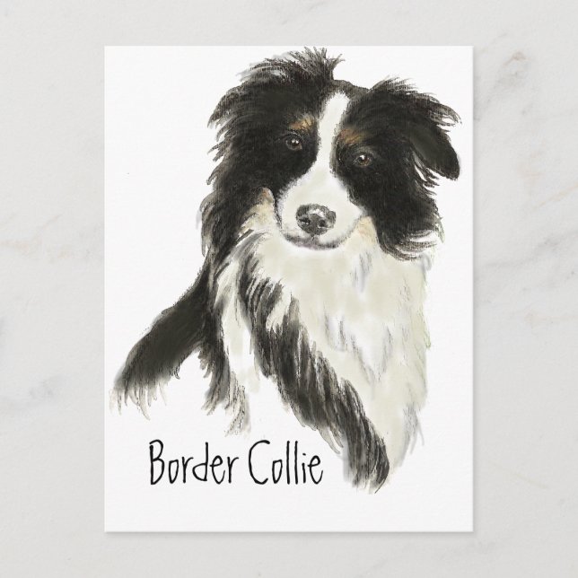Carte Postale Bordure Collie Chien Animal animal animal de compa (Devant)