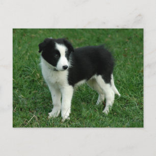 Carte Postale Bordure Collie Chien Chien Chien Chien Chien - Bla