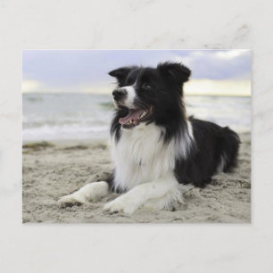 Carte Postale Bordure Collie Chien Chien Chien Chien Marié - Vou