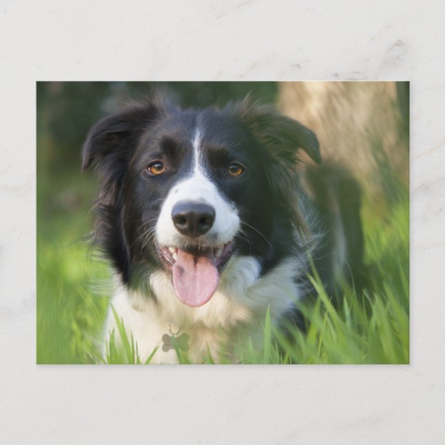 Carte Postale Bordure Collie Chien chiot - Blanc (Devant)