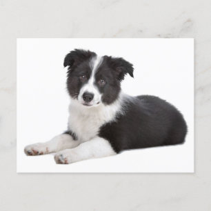 Carte Postale Bordure Collie Chien chiot - Blanc, Bonjour, merci