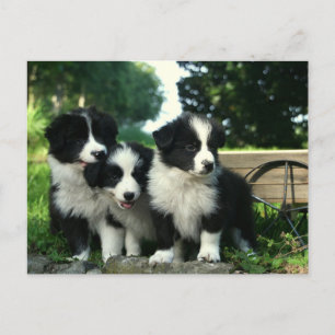 Carte Postale Bordure Collie Chien chiot - Bonjour, Penser de vo
