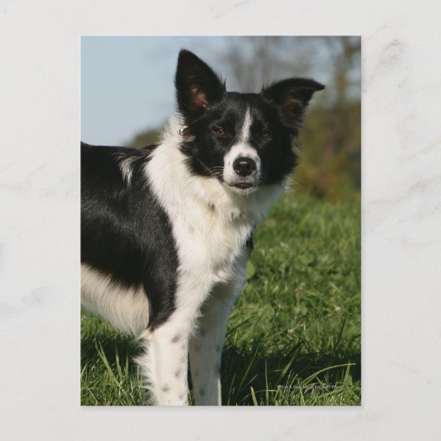 Carte Postale Bordure Collie Debout (Devant)