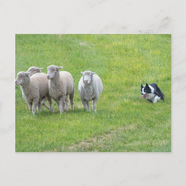 Carte Postale Bordure Collie et Ewes (Devant)