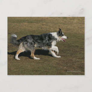 Carte Postale Bordure Collie Exécution 1