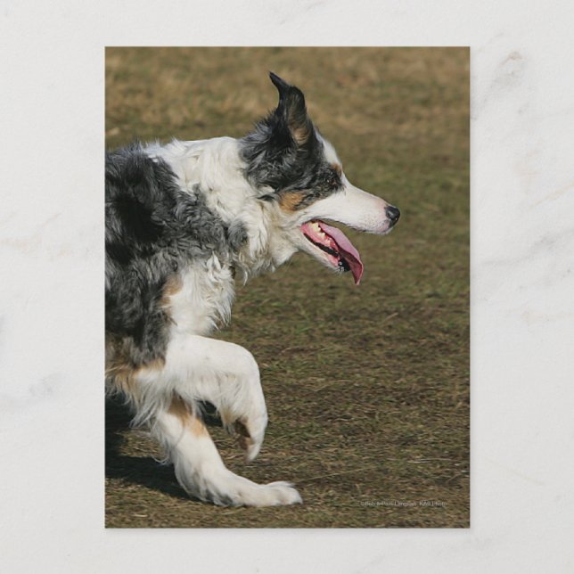 Carte Postale Bordure Collie Exécution 1 (Devant)