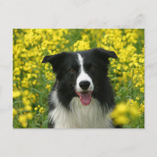 Carte Postale Bordure Collie Hunde Portrait Postkarte