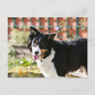 Carte Postale Bordure Collie Panne 1