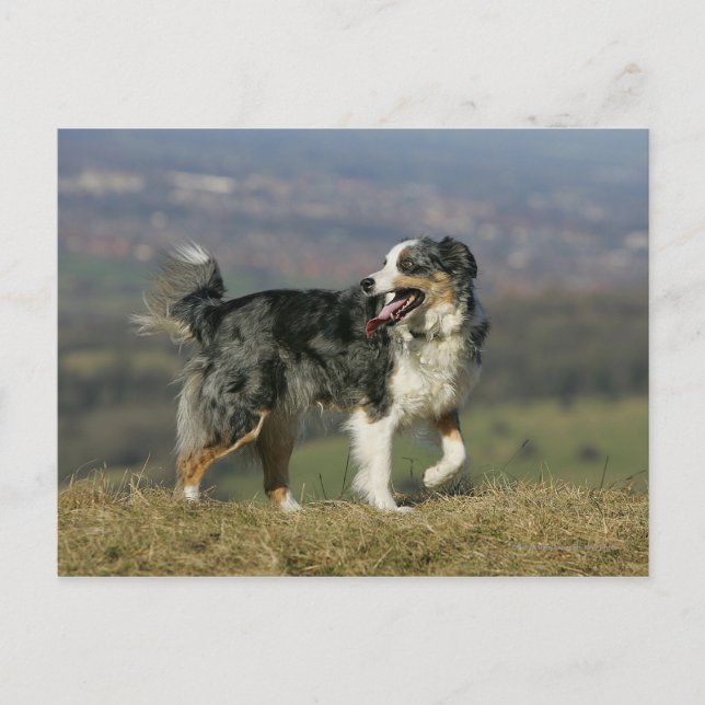 Carte Postale Bordure Collie Panne 2 (Devant)