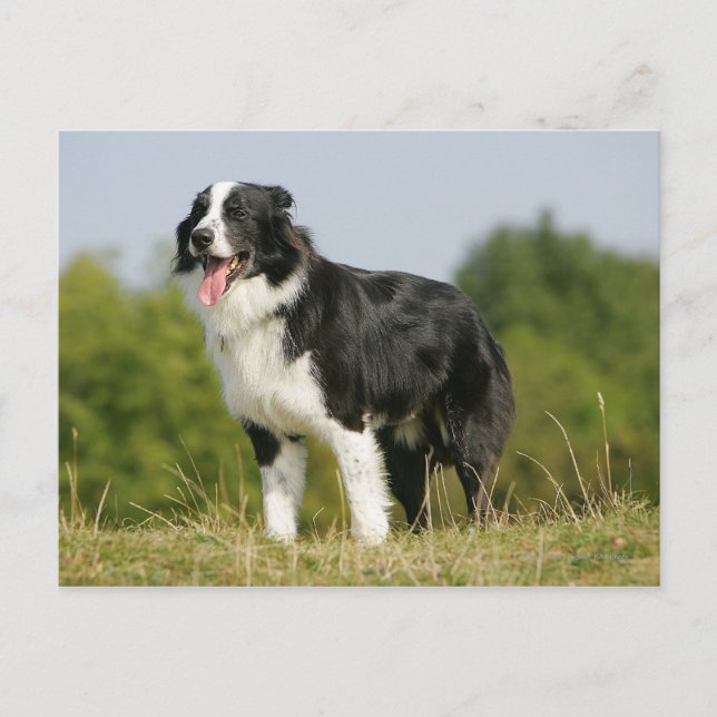 Carte Postale Bordure Collie Panne debout (Devant)