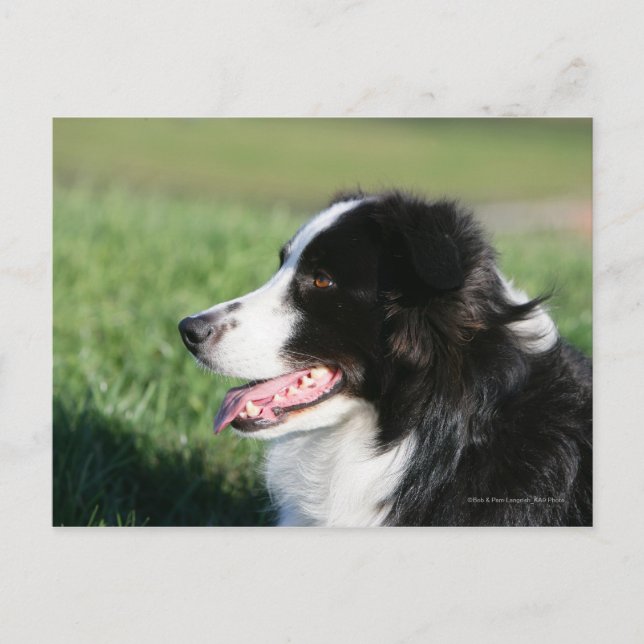 Carte Postale Bordure Collie Puppy S'Éclatant (Devant)