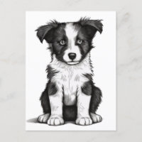 Bordure Collie Sheepdog Australian Shephard Puppy