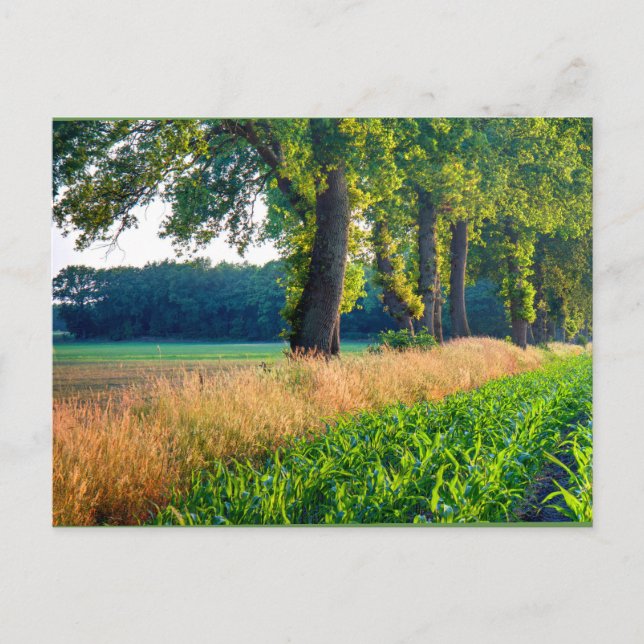 Carte Postale Bordure du champ de maïs (Devant)