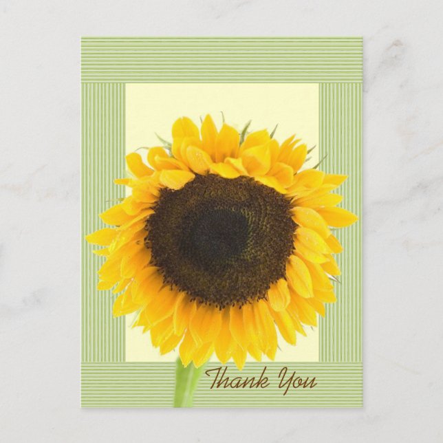 Carte Postale Bordure rayée de remerciement tournesol (Devant)
