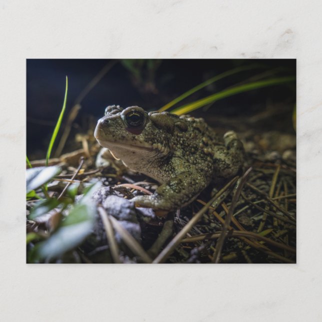 Carte Postale Boreal Toad (Devant)