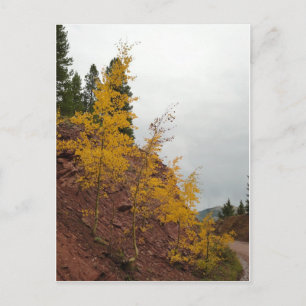 Carte Postale boreas pass aspens