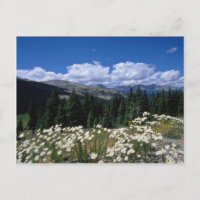 Boreas Pass blanc, Breckenridge fleurs