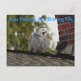 Carte Postale Bored Snow Owl