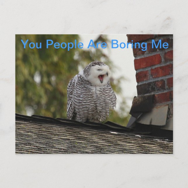 Carte Postale Bored Snow Owl (Devant)