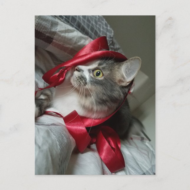 Carte postale Boris the Cute Nubber Kitty (Devant)