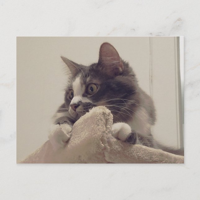 Carte postale Boris the Cute Nubber Kitty (Devant)