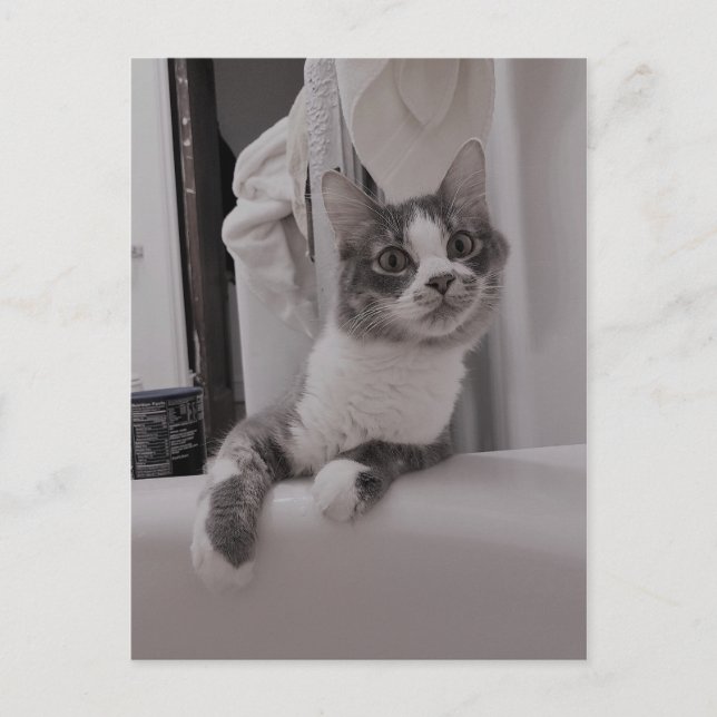 Carte postale Boris the Cute Nubber Kitty (Devant)