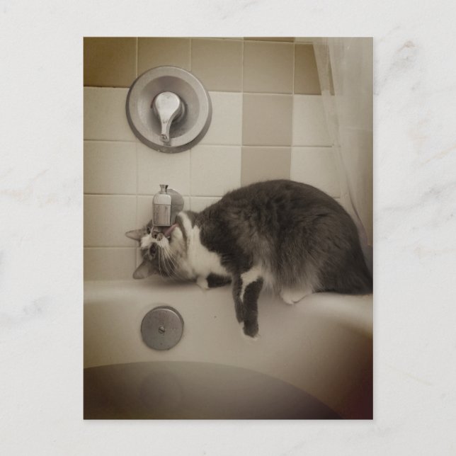 Carte postale Boris the Cute Nubber Kitty (Devant)