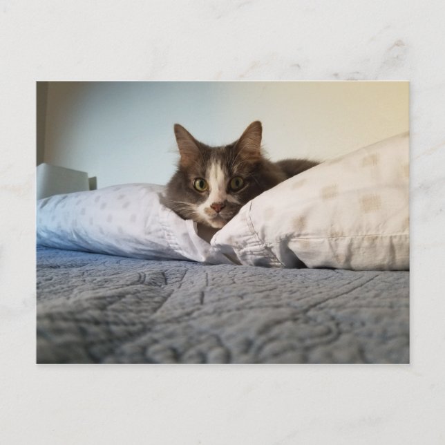 Carte postale Boris the Cute Nubber Kitty (Devant)