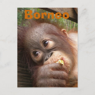 Carte Postale Borneo Baby Orangutan