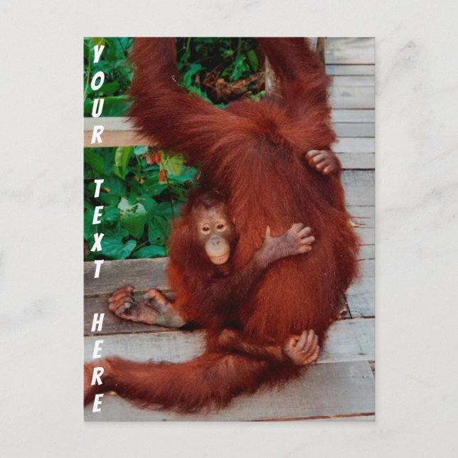 Carte Postale Bornéo orangutan personnalisable (Devant)