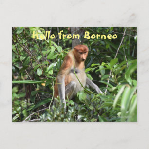 Carte Postale Borneo Proboscis Singe Indonésie Faune