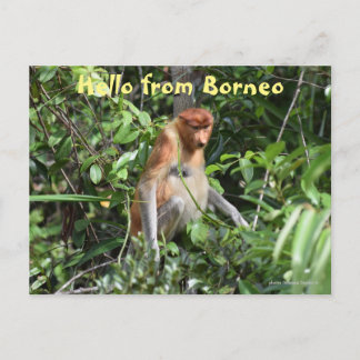Carte Postale Borneo Proboscis Singe Indonésie Faune
