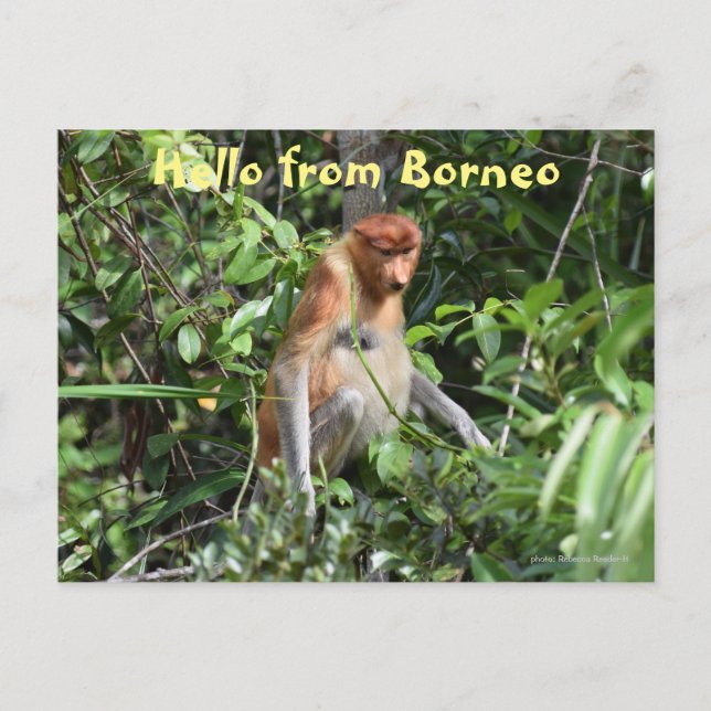 Carte Postale Borneo Proboscis Singe Indonésie Faune (Devant)