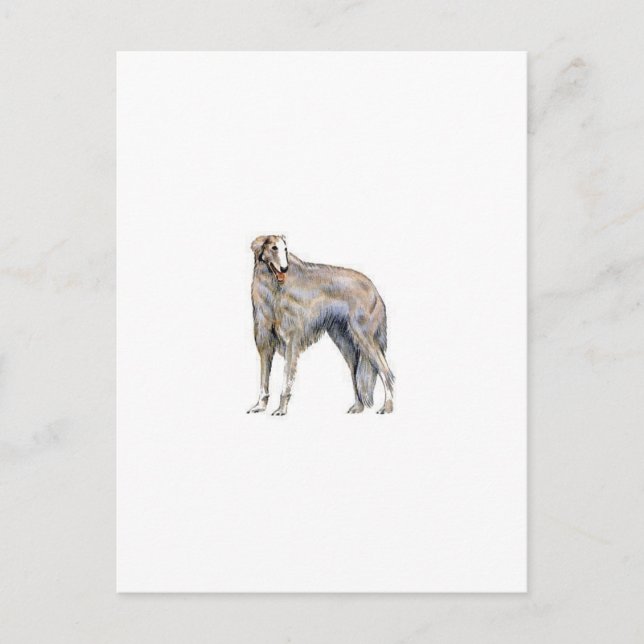 Carte Postale Borzoi (Devant)