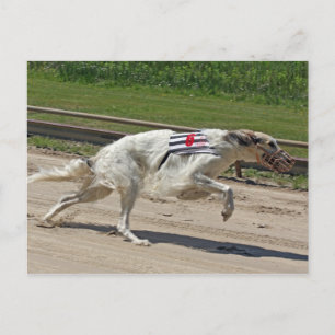 Carte Postale borzoi