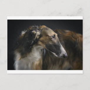 Carte Postale borzoi