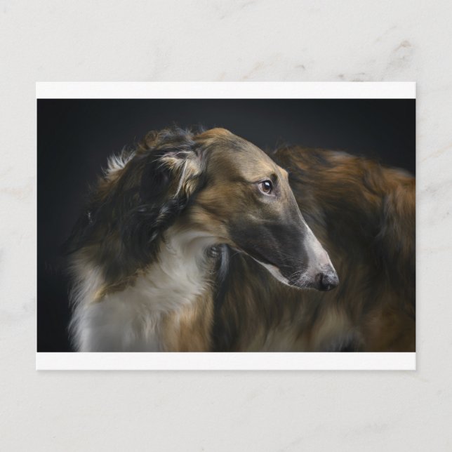 Carte Postale borzoi (Devant)