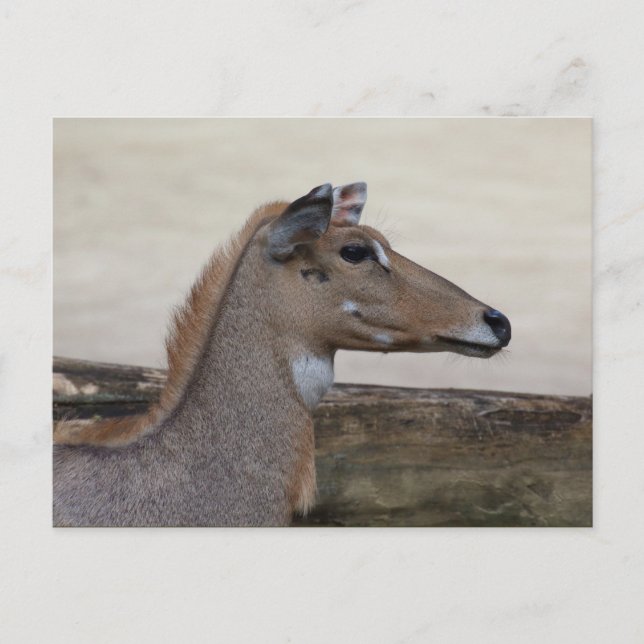 Carte Postale Boselaphus tragocamelus (Devant)