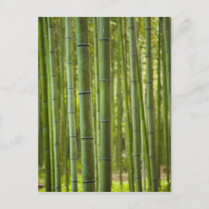 Carte Postale Bosquet de bambous en forêt, Arashiyama