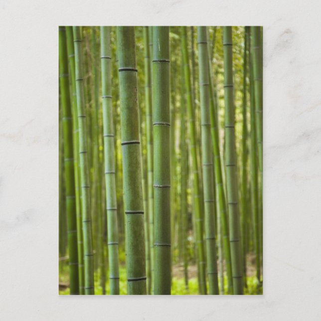 Carte Postale Bosquet de bambous en forêt, Arashiyama (Devant)