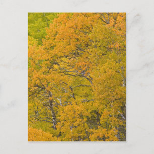 Carte Postale Bosquet de trembles aux couleurs d'automne près de