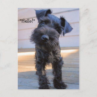 Carte postale Bossy Little Miniature Schnauzer Pup