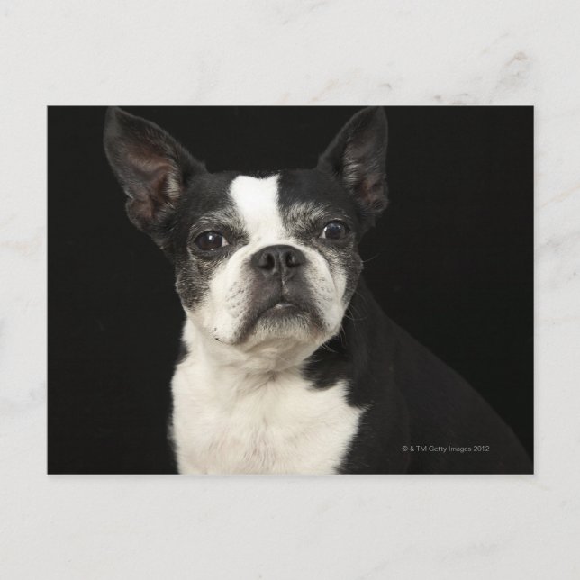 Carte Postale Bosten Terrier plus âgé sur arrière - plan noir (Devant)