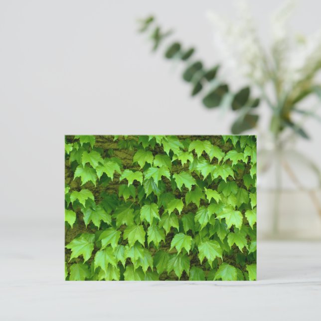 Carte Postale Boston Ivy (Debout devant)