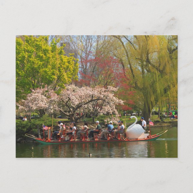 Carte Postale Boston Public Garden Swan Boat au printemps (Devant)