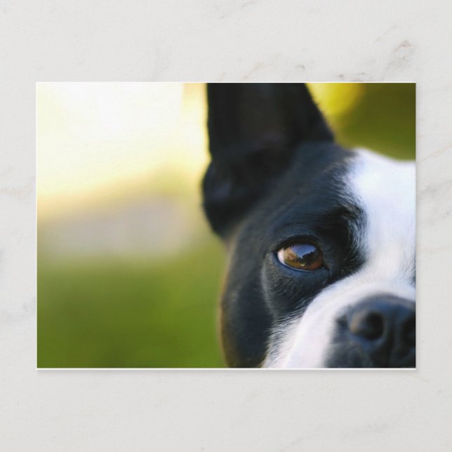 Carte Postale Boston Terrier (Devant)