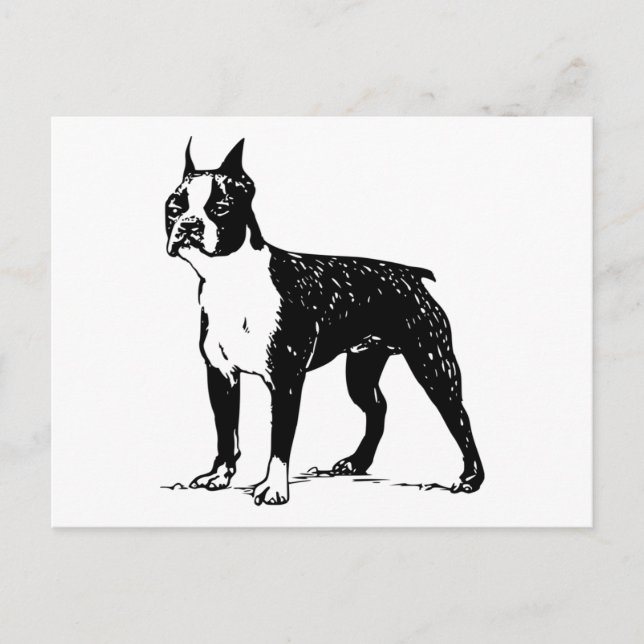 Carte Postale boston terrier (Devant)